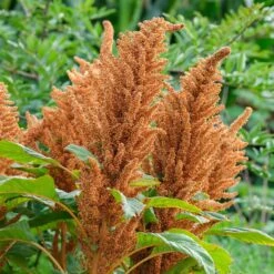 Amaranthus Hot Biscuits Flower Seeds - Tall Bronze Plumes for Cutting -Eden Brothers Shop amaranthus hot biscuits aly 4