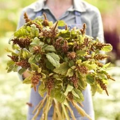 Amaranthus Hot Biscuits Flower Seeds - Tall Bronze Plumes for Cutting -Eden Brothers Shop amaranthus hot biscuits mac 5