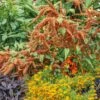 Amaranthus Hot Biscuits Flower Seeds - Tall Bronze Plumes for Cutting