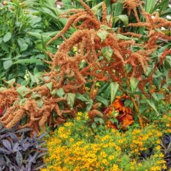 Amaranthus Hot Biscuits Flower Seeds - Tall Bronze Plumes for Cutting