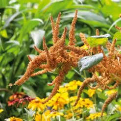 Amaranthus Hot Biscuits Flower Seeds - Tall Bronze Plumes for Cutting -Eden Brothers Shop amaranthus hot biscuits ndp 3
