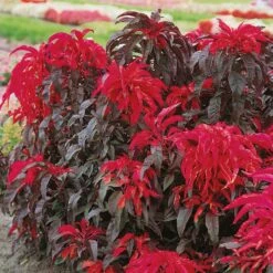 Joseph's Coat Early Splendor Amaranthus Seeds for Vibrant Garden Borders 7 Joseph's Coat Early Splendor Amaranthus Seeds for Vibrant Garden Borders -Eden Brothers Shop amaranthus josephs coat early splendor ndp 4
