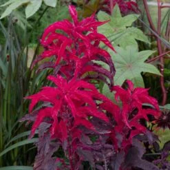 Joseph's Coat Early Splendor Amaranthus Seeds for Vibrant Garden Borders