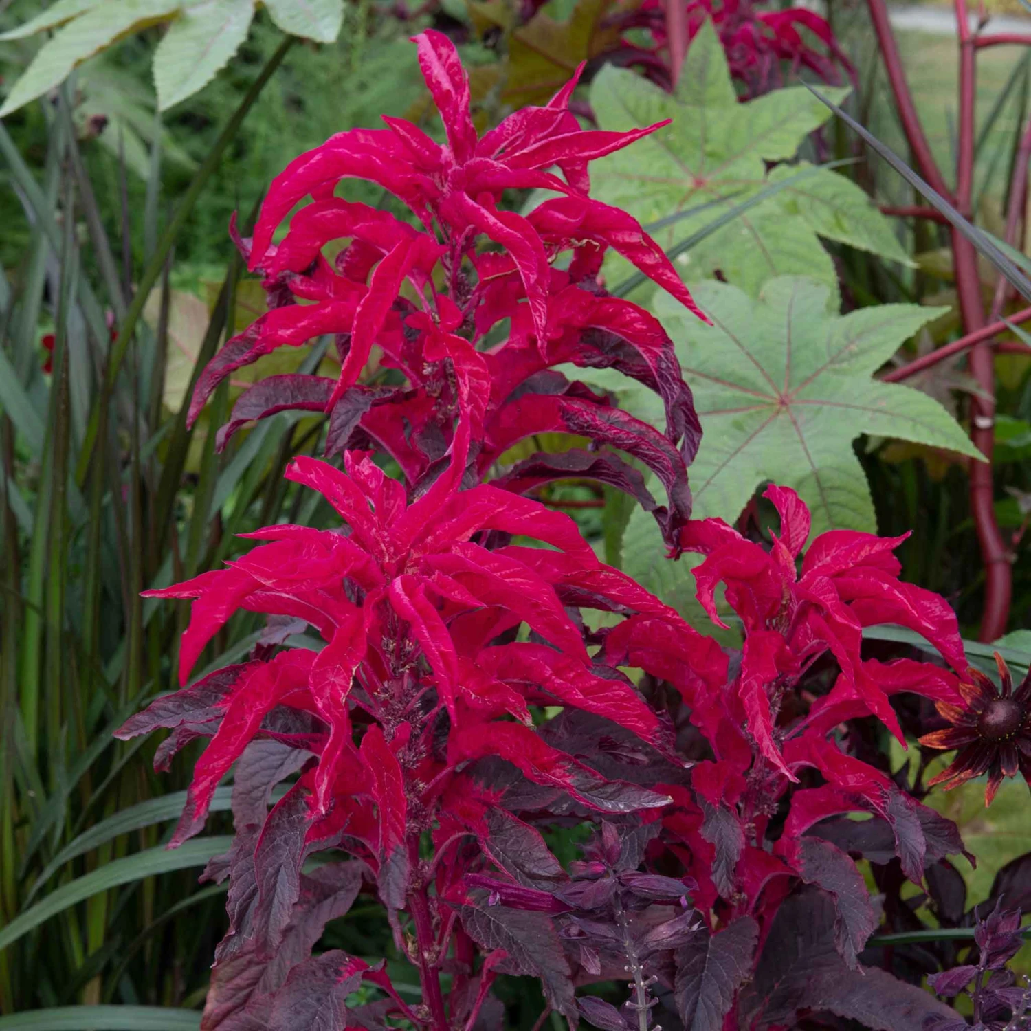 Joseph's Coat Early Splendor Amaranthus Seeds for Vibrant Garden Borders 1 Joseph's Coat Early Splendor Amaranthus Seeds for Vibrant Garden Borders