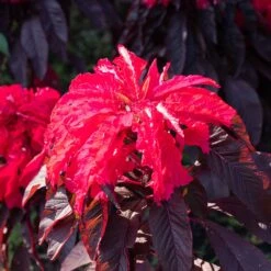 Joseph's Coat Early Splendor Amaranthus Seeds for Vibrant Garden Borders 6 Joseph's Coat Early Splendor Amaranthus Seeds for Vibrant Garden Borders -Eden Brothers Shop amaranthus josephs coat early splendor shk 3