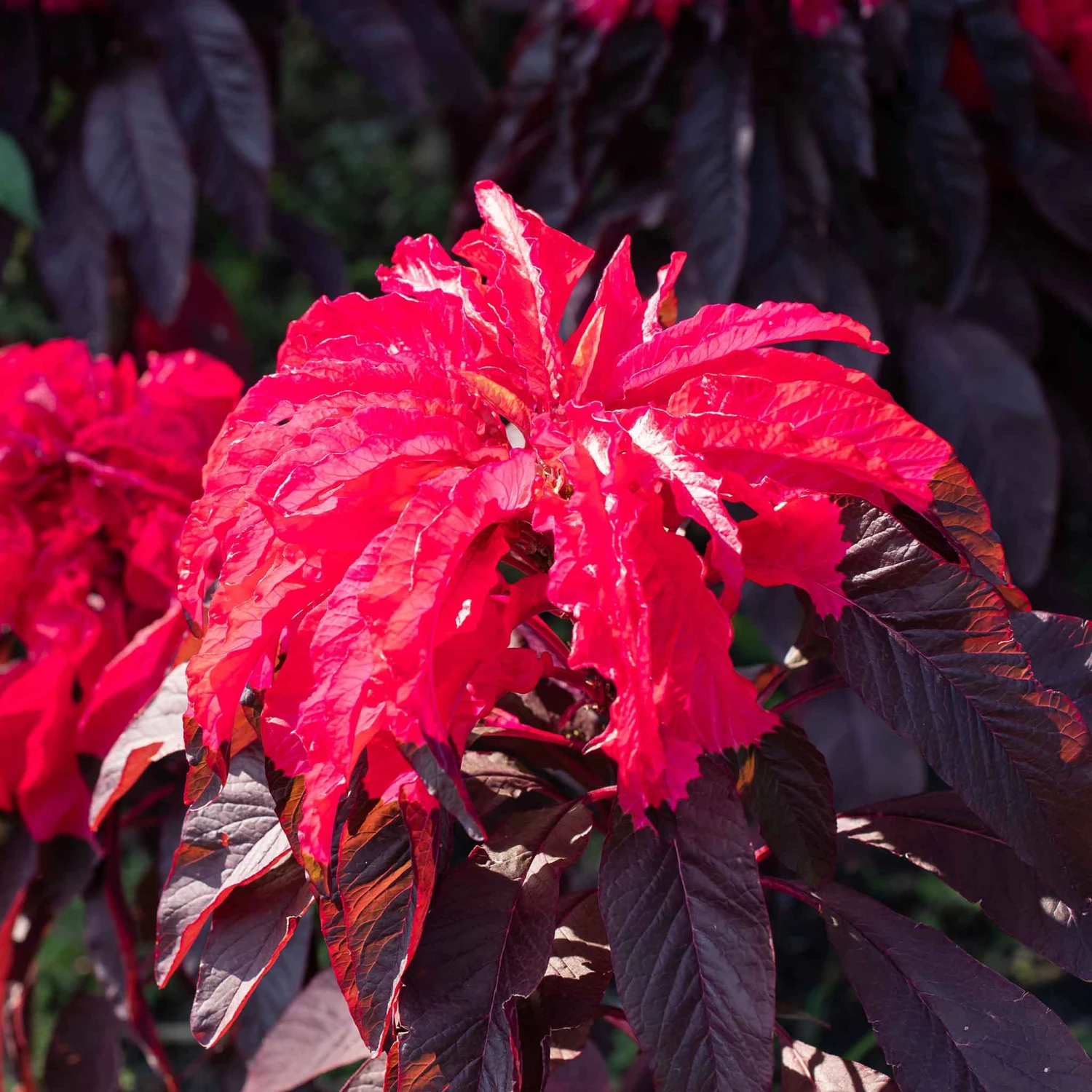 Joseph's Coat Early Splendor Amaranthus Seeds for Vibrant Garden Borders 3 Joseph's Coat Early Splendor Amaranthus Seeds for Vibrant Garden Borders - Image 3