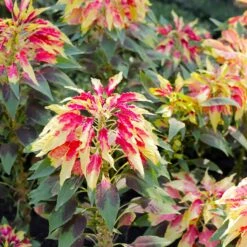 Amaranthus Seeds - Perfecta -Eden Brothers Shop amaranthus perfecta shk 3
