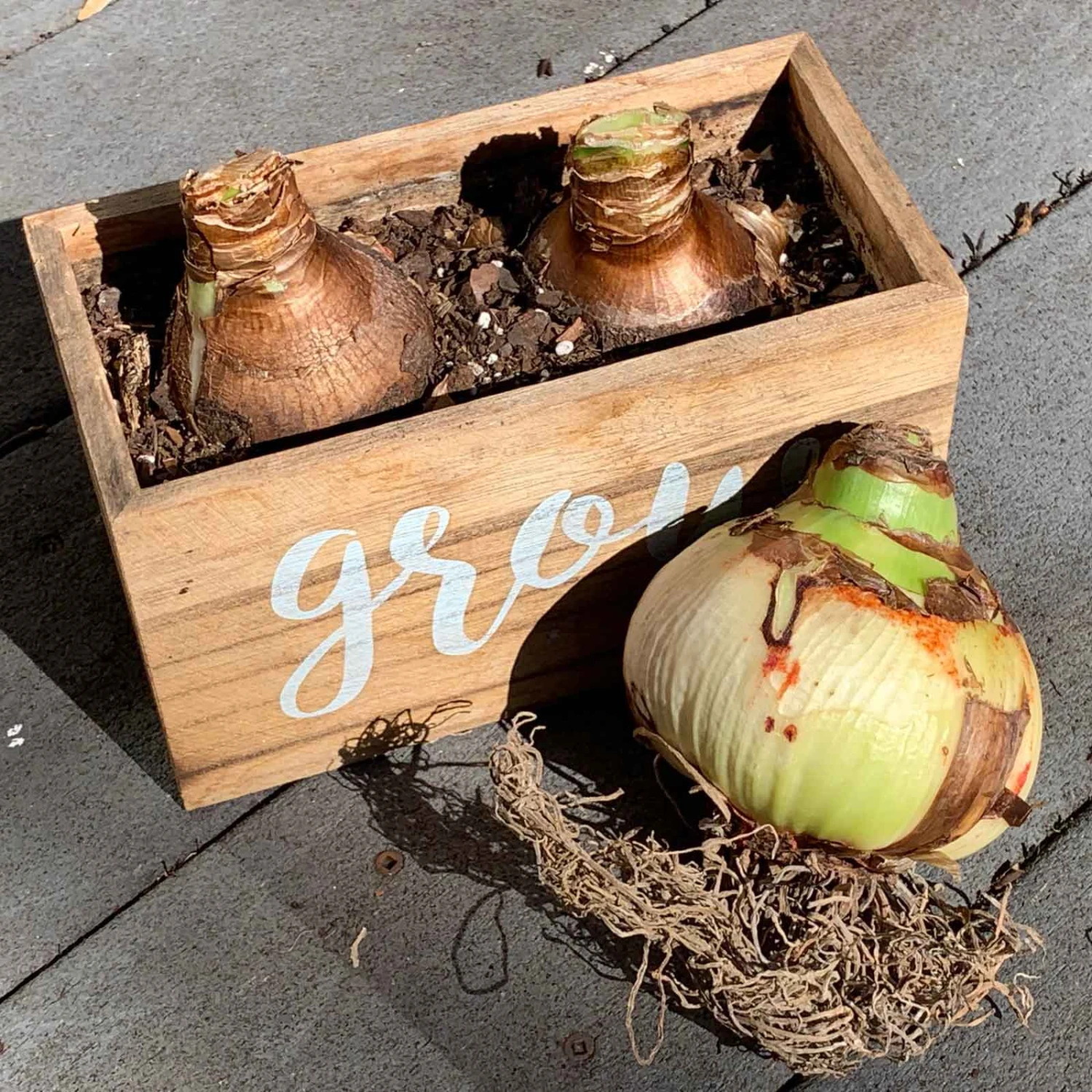 Deep Red Royal Velvet Amaryllis Bulbs - Easy-to-Grow Winter Blooms 2 Deep Red Royal Velvet Amaryllis Bulbs - Easy-to-Grow Winter Blooms - Image 2