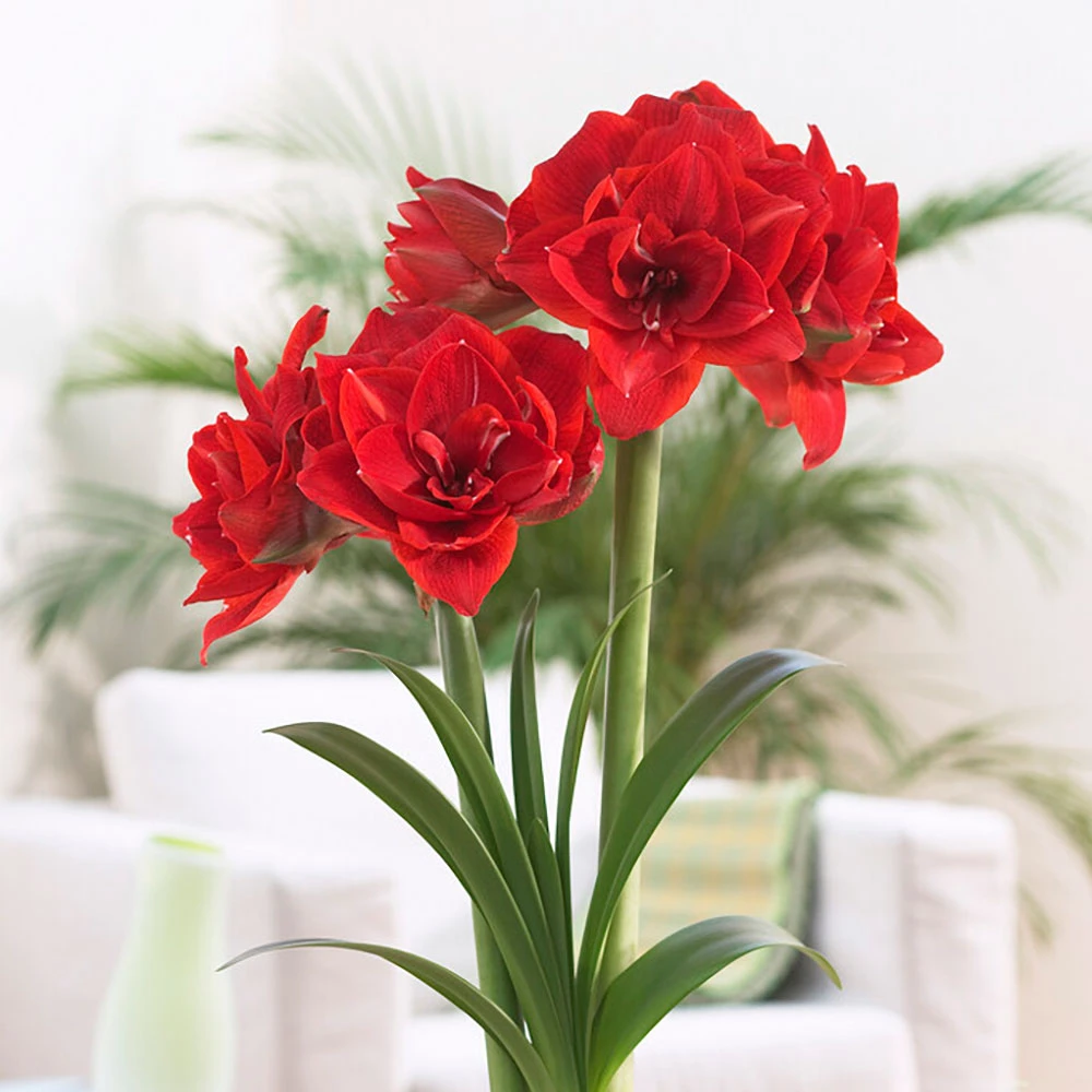 Double Red Amaryllis Bulbs - Cherry Nymph Variety for Winter Decor 1 Double Red Amaryllis Bulbs - Cherry Nymph Variety for Winter Decor