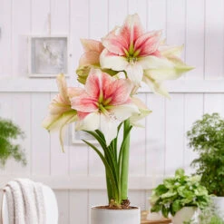 Amaryllis Bulbs - Grandise Fantasy