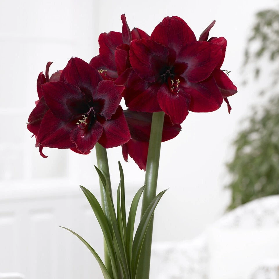 Jumbo Royal Velvet Amaryllis Bulbs for Indoor Winter Bloom 1 Jumbo Royal Velvet Amaryllis Bulbs for Indoor Winter Bloom