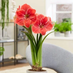 Rare Magical Touch Amaryllis Bulbs - Stunning Red & White Double Bloom