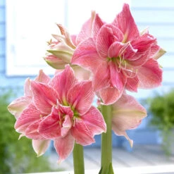 Amaryllis Bulbs - Sweet Nymph