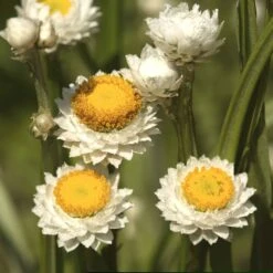 Winged Everlasting Ammobium Flower Seeds for Dried and Fresh Arrangements