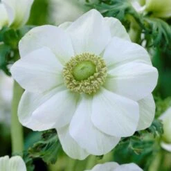 Anemone Bulbs - Albino -Eden Brothers Shop anemone albino vis 3