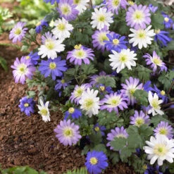 Anemone Bulbs - Blanda Mix