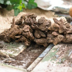 Anemone Bulbs - Elizabeth's Mix 9 Anemone Bulbs - Elizabeth's Mix -Eden Brothers Shop anemone de caen corm vis 1 2