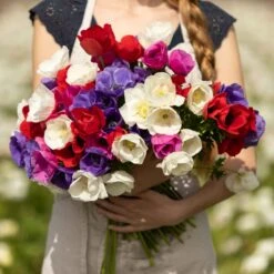 Anemone Bulbs - De Caen Mix