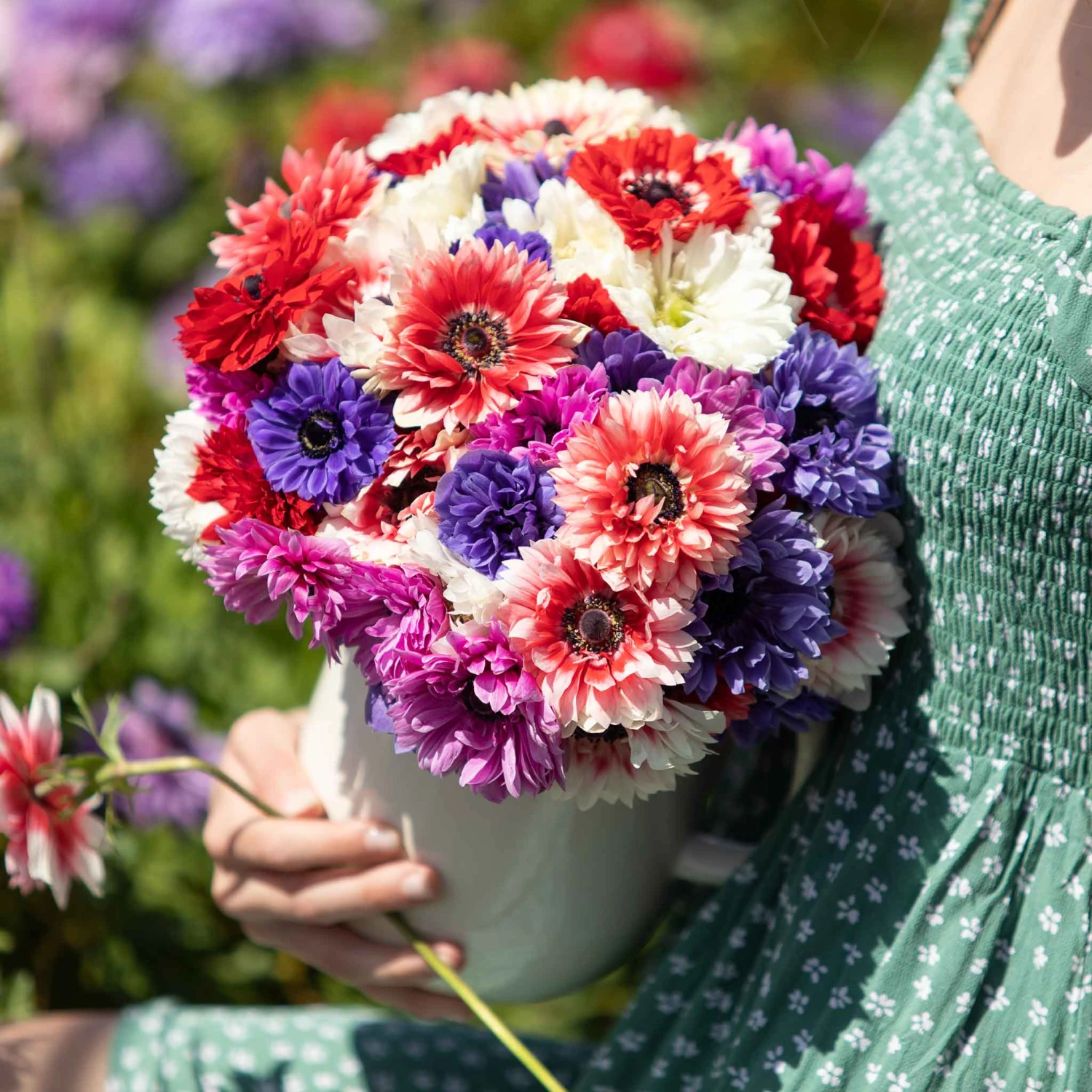 Anemone Bulbs - Double Mix 2 Anemone Bulbs - Double Mix - Image 2