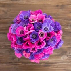 Anemone Bulbs - Edge Of Dusk Mix -Eden Brothers Shop anemone edge of dusk mix asf 4