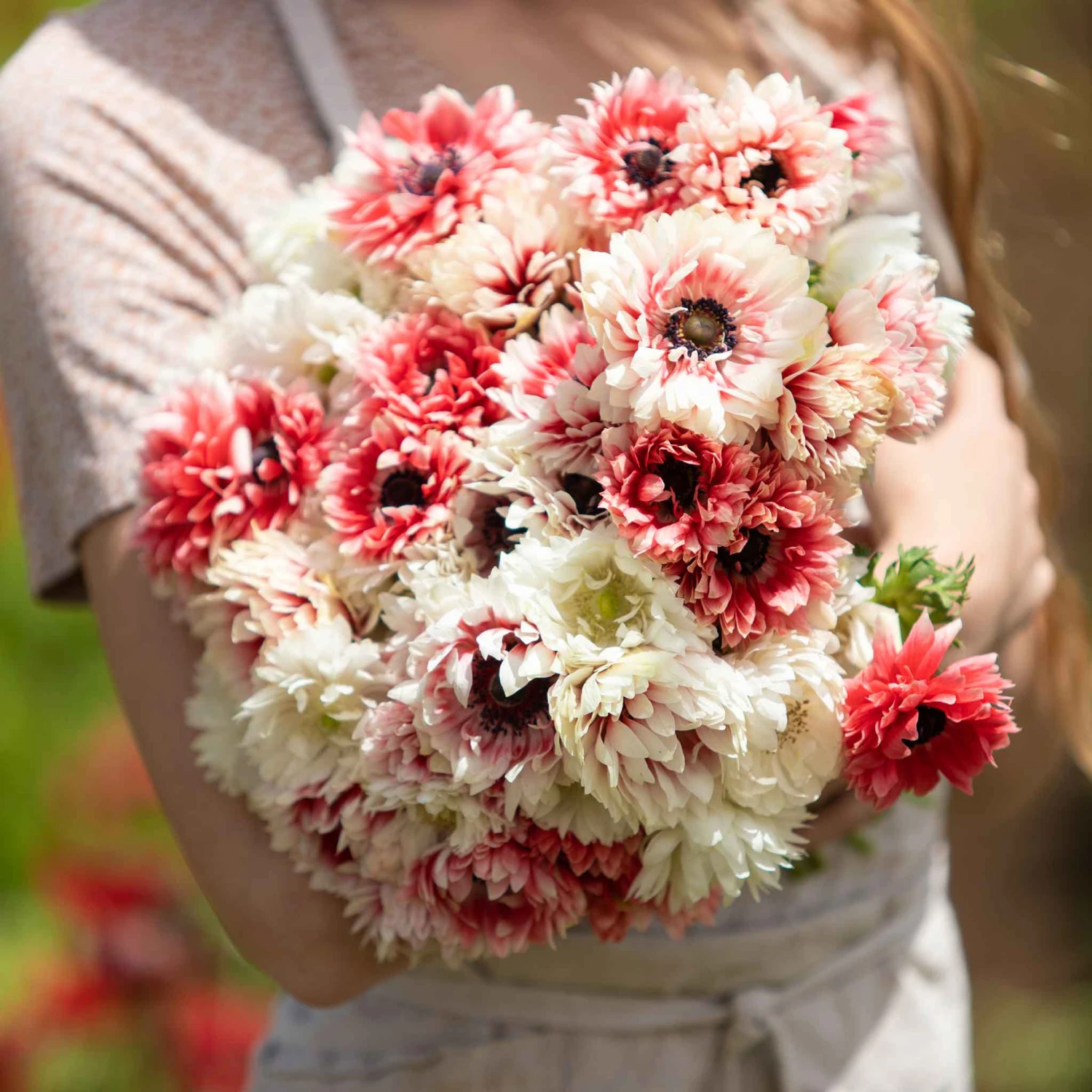 Anemone Bulbs - Elizabeth's Mix 2 Anemone Bulbs - Elizabeth's Mix - Image 2