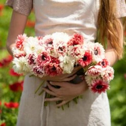 Anemone Bulbs - Elizabeth's Mix 7 Anemone Bulbs - Elizabeth's Mix -Eden Brothers Shop anemone elizabeths mix asf 3