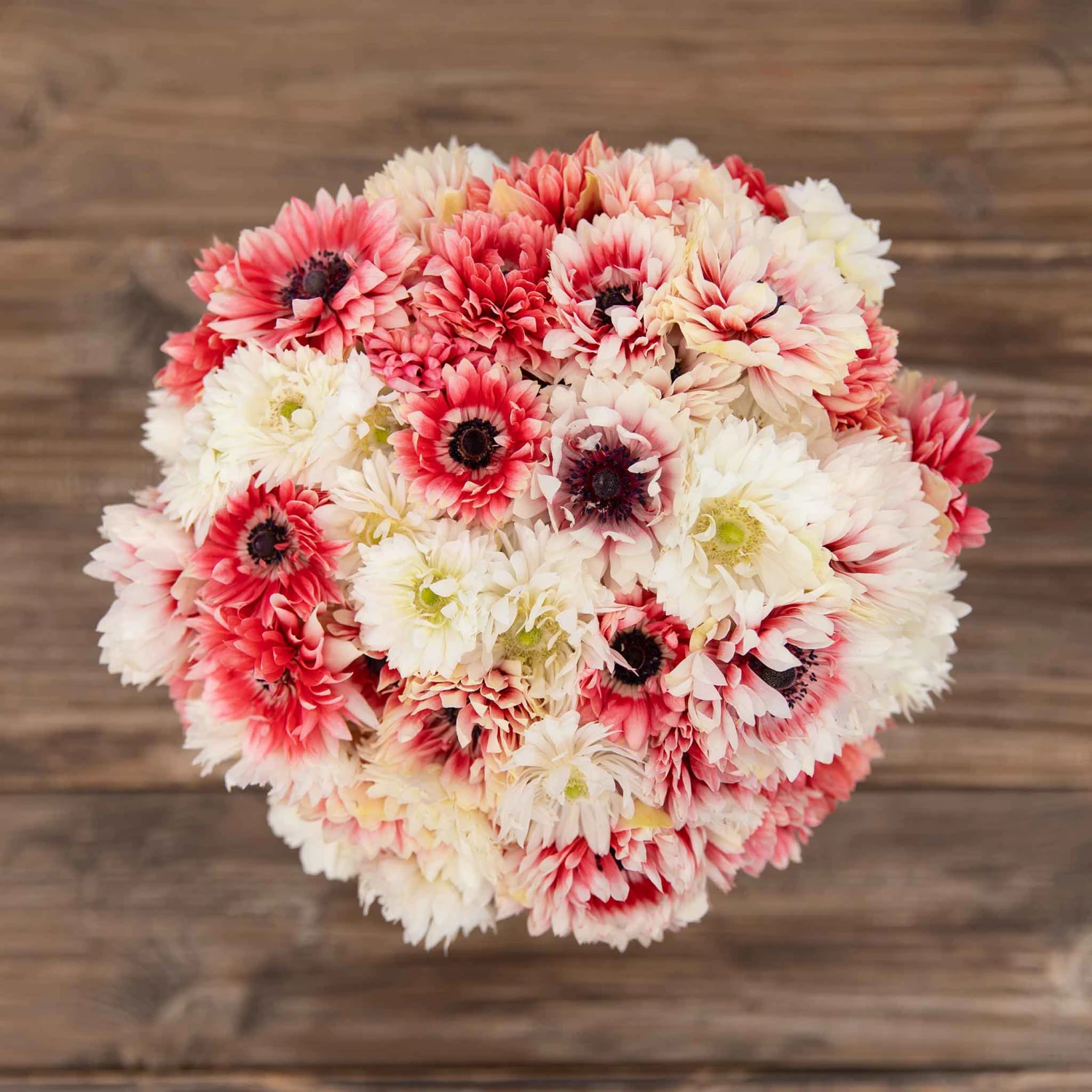 Anemone Bulbs - Elizabeth's Mix 4 Anemone Bulbs - Elizabeth's Mix - Image 4