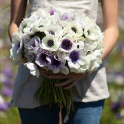 Anemone Bulbs - Snow Kiss Mix