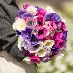 Anemone Bulbs - First Crush Mix