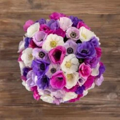 Anemone Bulbs - First Crush Mix 8 Anemone Bulbs - First Crush Mix -Eden Brothers Shop anemone first crush mix asf 4