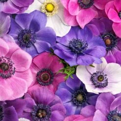 Anemone Bulbs - First Crush Mix 7 Anemone Bulbs - First Crush Mix -Eden Brothers Shop anemone first crush mix shk 3