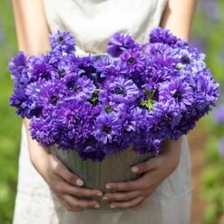 Anemone Bulbs - Fullstar Blue