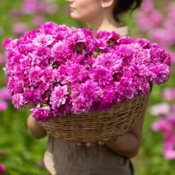 Anemone Bulbs - Fullstar Pink