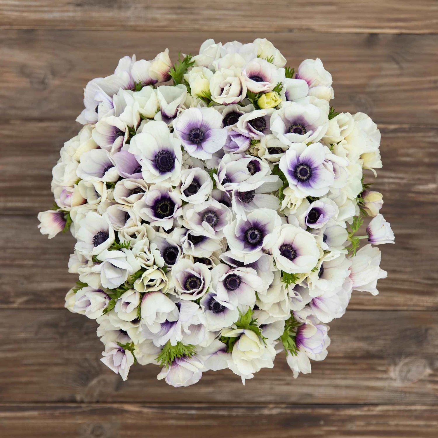 Anemone Bulbs - Pastel Blue 4 Anemone Bulbs - Pastel Blue - Image 4