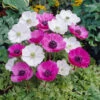 Anemone Bulbs - Pink & White Mix