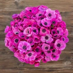Anemone Bulbs - Pink -Eden Brothers Shop anemone pink asf 4