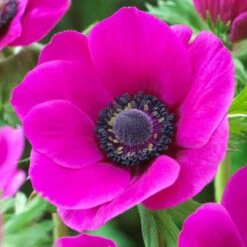 Anemone Bulbs - Pink -Eden Brothers Shop anemone pink vis 3