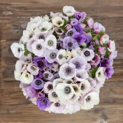 Anemone Bulbs - Rainbow Pastel Mix -Eden Brothers Shop anemone rainbow pastel mix asf 4