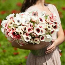 Anemone Bulbs - Rainbow Red-White