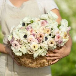 Alpine Mix Anemone & Ranunculus Bulbs - Elegant White & Blush Blooms
