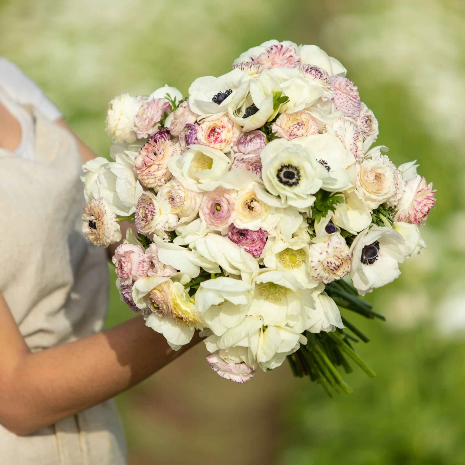 Alpine Mix Anemone & Ranunculus Bulbs - Elegant White & Blush Blooms 2 Alpine Mix Anemone & Ranunculus Bulbs - Elegant White & Blush Blooms - Image 2