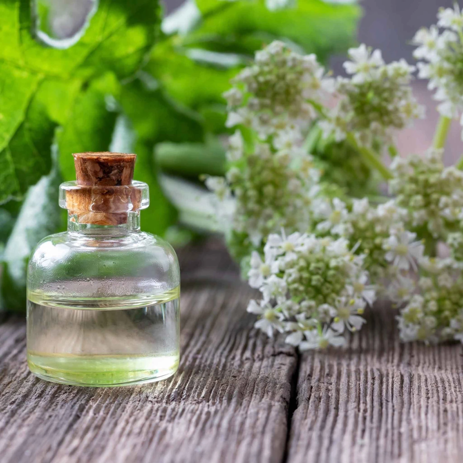 Angelica Seeds - Holy Ghost 2 Angelica Seeds - Holy Ghost - Image 2