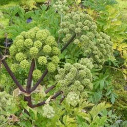 Angelica Seeds - Holy Ghost 6 Angelica Seeds - Holy Ghost -Eden Brothers Shop angelica holy ghost shk 3