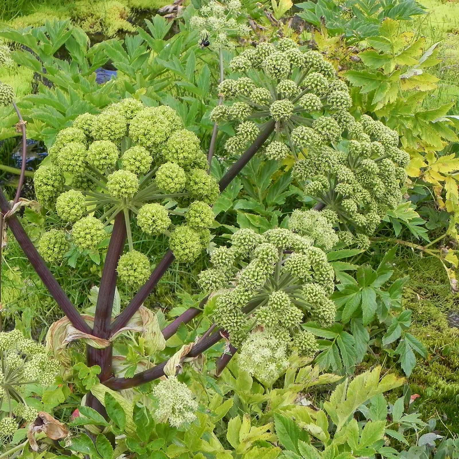 Angelica Seeds - Holy Ghost 3 Angelica Seeds - Holy Ghost - Image 3