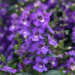 Serena Blue Angelonia Seeds - Heat-Tolerant Flowering Plants