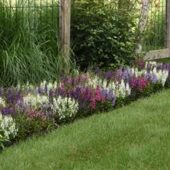 Angelonia Serena Mix Seeds: Vibrant, Drought-Resistant Summer Snapdragons