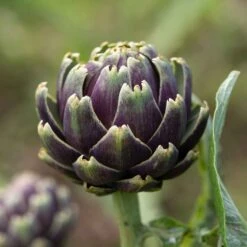 Purple Italian Globe Artichoke Seeds - Hardy Heirloom Vegetable Variety