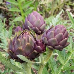 Violet de Provence Artichoke Seeds - French Heirloom Purple Variety