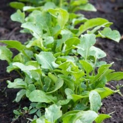 Arugula Seeds (Organic) - Rocket -Eden Brothers Shop arugula organic rocket shk 2