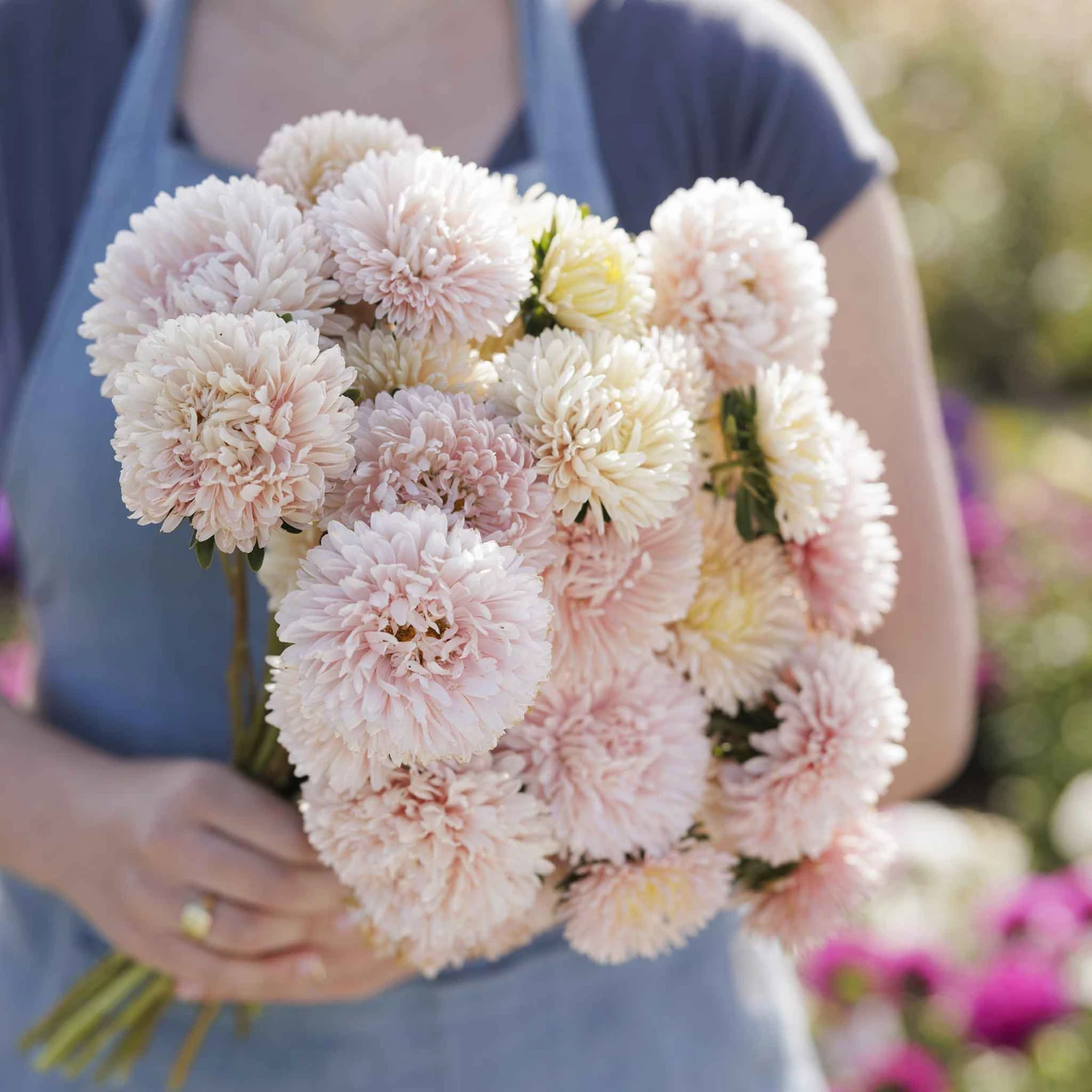 Apollinia Chamois China Aster Seeds - Premium Creamy Pink Late-Summer Blooms 2 Apollinia Chamois China Aster Seeds - Premium Creamy Pink Late-Summer Blooms - Image 2